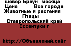 шевер Браун 2месяца › Цена ­ 200 - Все города Животные и растения » Птицы   . Ставропольский край,Ессентуки г.
